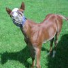 Freckles, the baby 019